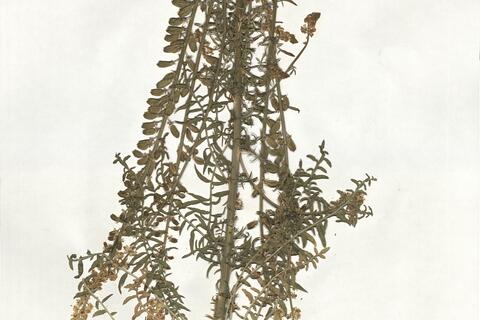 Reseda paui Valdés-Bermejo & Kaercher subsp. paui - RO-HSepv 19026 photo