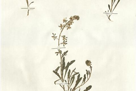 Reseda phyteuma L. -  RO-HSepv 13150 photo