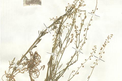 Reseda stricta Pers.  -  RO-HSepv 17950 photo