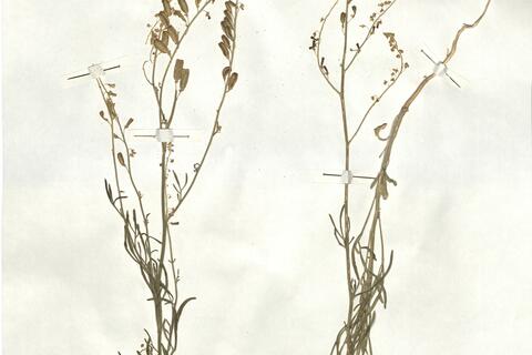 Reseda stricta Pers. subsp. stricta -  RO-HSepv 16970 photo