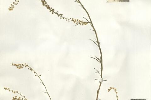 Reseda virgata Boiss. & Reut. - RO-HSepv 16079 photo