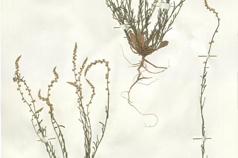 Sesamoides purpurascens (L.) G. López - RO-HSepv 16080 photo