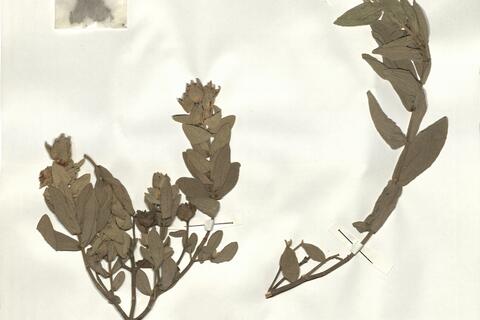 Cistus albidus L. - RO-HSepv 14283 photo