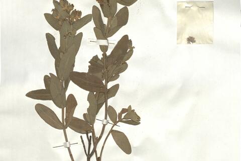 Cistus albidus L. - RO-HSepv 17208 photo