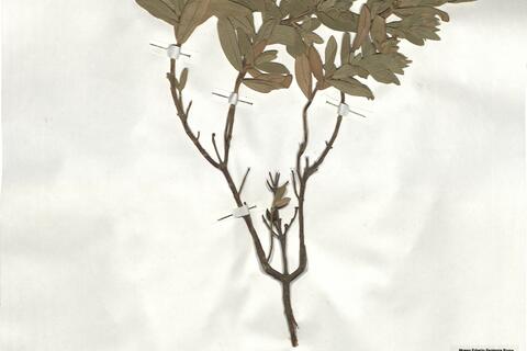 Cistus albidus L. -  RO-HSepv 19242 photo