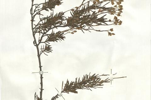 Cistus clusii Dun. subsp. clusii -  RO-HSepv 17209 photo