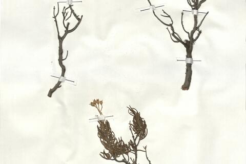 Cistus clusii Dun. subsp. clusii - RO-HSepv 18178 photo