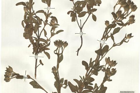 Cistus creticus L. - RO-HSepv 16267 photo