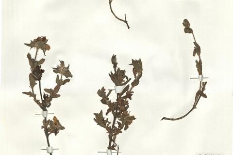 Cistus crispus L. - RO-HSepv 16268 photo