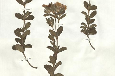 Cistus crispus L. -  RO-HSepv 17210 photo