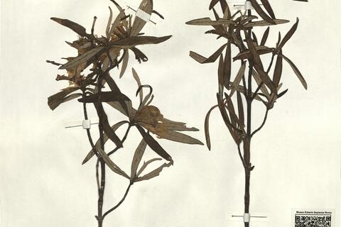 Cistus ladanifer L. - RO-HSepv 12351 photo