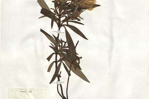 Cistus ladanifer L. subsp. ladanifer -  RO-HSepv 19243 photo