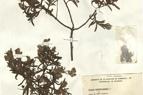 Cistus monspeliensis L. - RO-HSepv 12352 photo