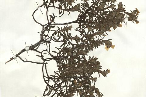 Cistus monspeliensis L. -  RO-HSepv 17211 photo