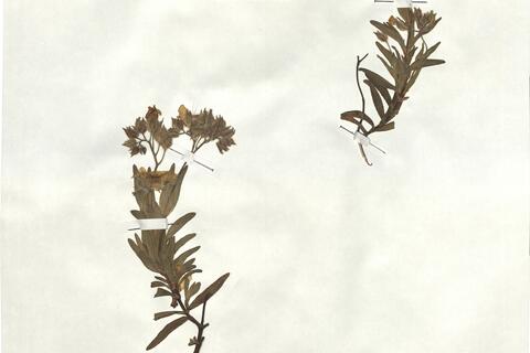 Cistus monspeliensis L. -  RO-HSepv 18179 photo