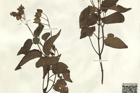 Cistus populifolius L. subsp. populifolius - RO-HSepv 12353 photo