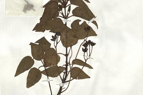 Cistus populifolius L. subsp. populifolius -  RO-HSepv 19244 photo