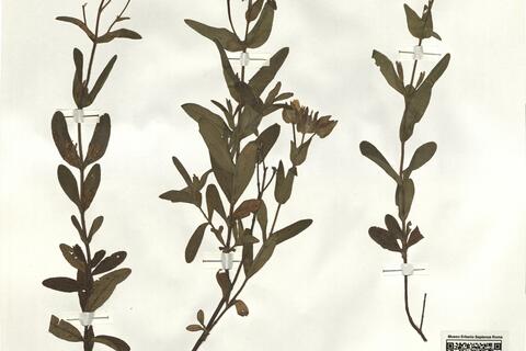 Cistus psilosepalus Sweet -  RO-HSepv 16269 photo