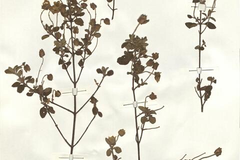 Cistus salviifolius L.  -  RO-HSepv 14284 photo