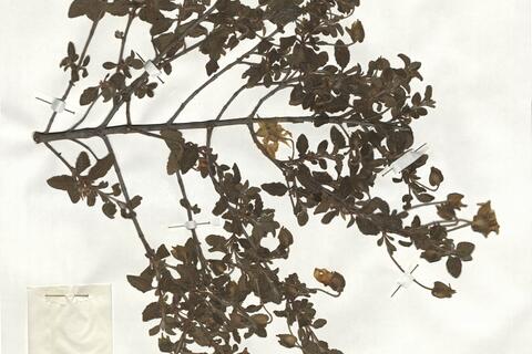 Cistus salviifolius L. - RO-HSepv 19245 photo