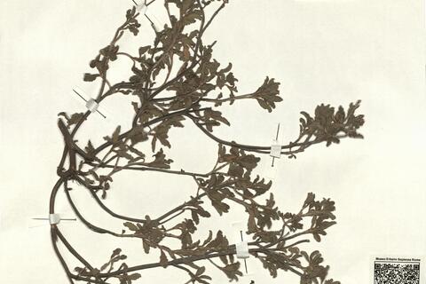 Cistus tauricus C. Presl - RO-HSepv 12354 photo