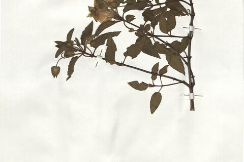 Cistus x hybridus Pourr. nsubsp. hybridus - RO-HSepv 19246 photo