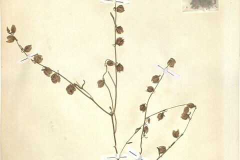 Helianthemum aegyptiacum (L.) Mill. -  RO-HSepv 11452 photo