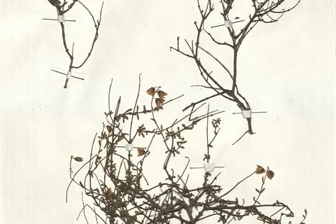 Helianthemum almeriense Pau - RO-HSepv 13329 photo