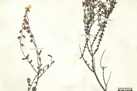 Helianthemum almeriense Pau -  RO-HSepv 15307 photo