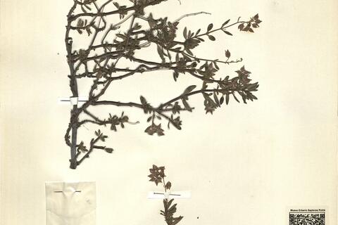 Helianthemum alypoides Losa & Rivas Goday -  RO-HSepv 11453 photo