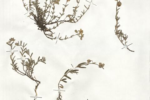 Helianthemum apenninum (L.) Mill. -  RO-HSepv 19252 photo