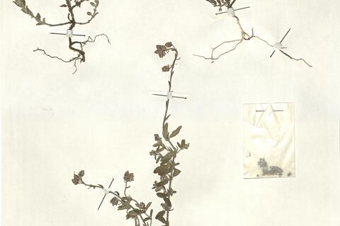 Helianthemum apenninum (L.) Mill. - RO-HSepv 13330 photo