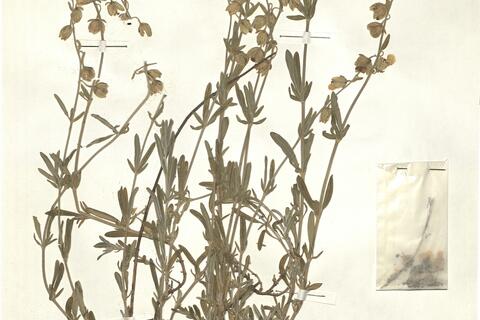 Helianthemum apenninum (L.) Mill. - RO-HSepv 15308 photo