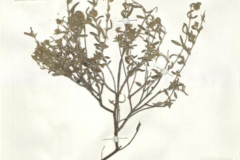 Helianthemum apenninum (L.) Mill. subsp. suffruticosum (Boiss.) G. López ^ - RO-HSepv 16271 photo