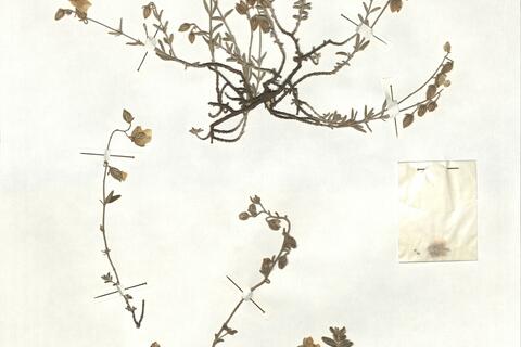 Helianthemum asperum Lag. ex Dun. -  RO-HSepv 17213 photo