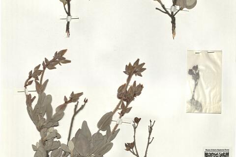 Halimium atriplicifolium (Lam.) Spach subsp. atriplicifolium -  RO-HSepv 16270 photo