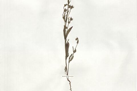 Tuberaria brevipes (Boiss. & Reut.) Willk. -  RO-HSepv 19257 photo