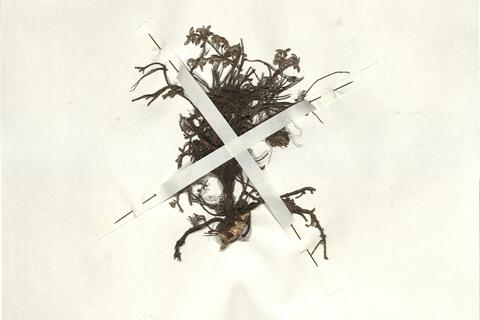 Helianthemum canum (L.) Baumg. - RO-HSepv 13331 photo