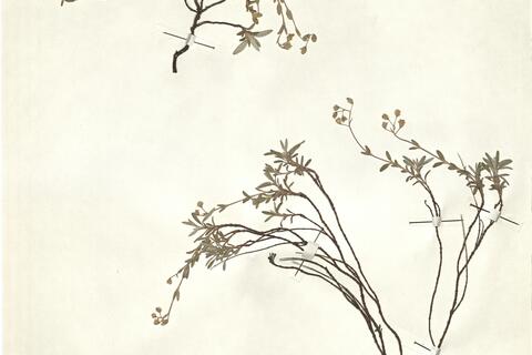 Helianthemum canum (L.) Baumg. subsp. canum - RO-HSepv 15309 photo