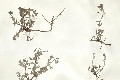 Helianthemum caput-felis Boiss. -  RO-HSepv 14287 photo