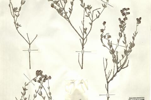 Helianthemum caput-felis Boiss. -  RO-HSepv 15310 photo