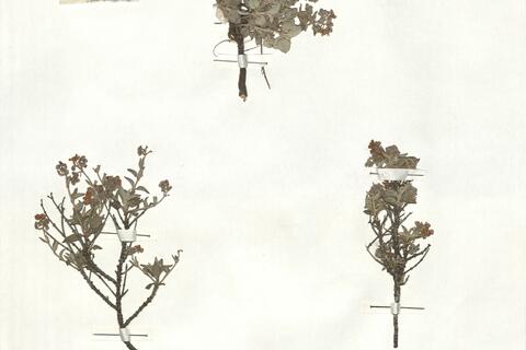 Helianthemum cinereum (Cav.) Pers. subsp. cinereum -  RO-HSepv 17214 photo