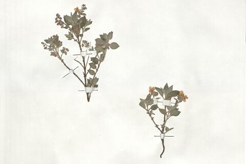 Helianthemum cinereum (Cav.) Pers. subsp. cinereum -  RO-HSepv 19253 photo