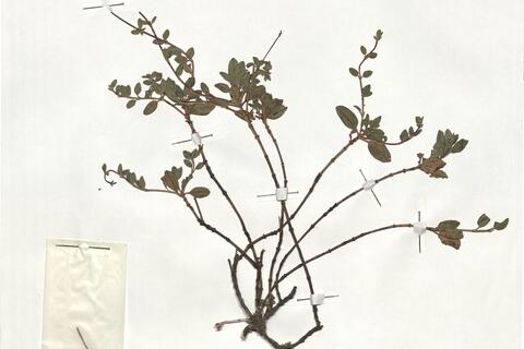 Helianthemum cinereum (Cav.) Pers. subsp. hieronymi (Senn.) G. López -  RO-HSepv 19254 photo