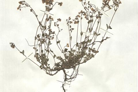 Helianthemum cinereum (Cav.) Pers. subsp. rotundifolium (Dun.) Greuter & Burdet -  RO-HSepv 17215 photo