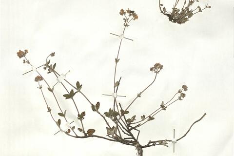 Helianthemum cinereum (Cav.) Pers. subsp. rotundifolium (Dun.) Greuter & Burdet -  RO-HSepv 17216 photo