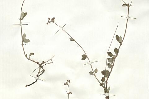 Helianthemum cinereum (Cav.) Pers. subsp. rotundifolium (Dun.) Greuter & Burdet -  RO-HSepv 17217 photo