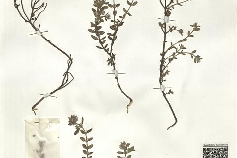 Helianthemum cinereum (Cav.) Pers. subsp. rotundifolium (Dun.) Greuter & Burdet ^ -  RO-HSepv 16272 photo