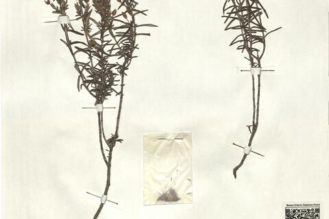 Halimium commutatum Pau -  RO-HSepv 12356 photo