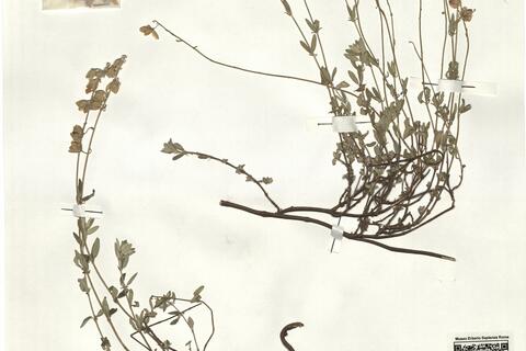 Helianthemum croceum (Desf.) Pers. subsp. cantabricum Laínz ^  -  RO-HSepv 16273 photo